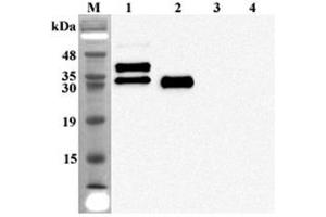 Western blot analysis of human FGF23 using anti-FGF-23 (human), mAb (FG322-3)  at 1:2,000 dilution. (FGF23 anticorps)