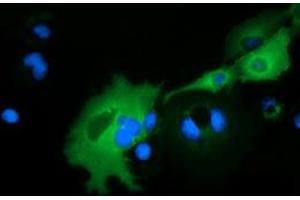 Immunofluorescence (IF) image for anti-rho GTPase Activating Protein 25 (ARHGAP25) antibody (ABIN1496705) (ARHGAP25 anticorps)