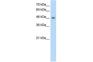 WB Suggested Anti-RNF128  Antibody Titration: 1. (RNF128 anticorps  (C-Term))