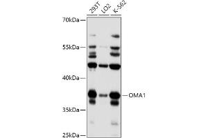 Western blot analysis of extracts of various cell lines, using OM antibody (4230) at 1:1000 dilution. (OMA1 anticorps  (AA 360-524))