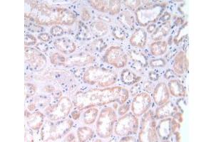 IHC-P analysis of Human Kidney Tissue, with DAB staining. (GLTP anticorps  (AA 2-209))