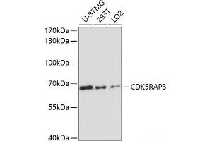 Western blot analysis of extracts of various cell lines using CDK5RAP3 Polyclonal Antibody at dilution of 1:3000. (CDK5RAP3 anticorps)