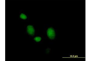 Immunofluorescence of purified MaxPab antibody to MORG1 on HeLa cell. (MORG1 anticorps  (AA 1-315))