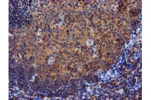 Image no. 1 for anti-Iduronate 2-Sulfatase (IDS) antibody (ABIN1498797)