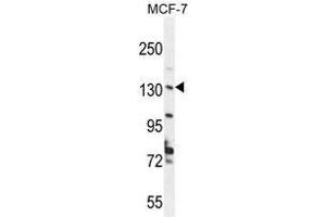UPF2 Antibody (Center) western blot analysis in MCF-7 cell line lysates (35 µg/lane). (RENT2/UPF2 anticorps  (Middle Region))