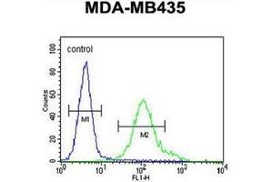 Flow cytometric analysis of MDA-MB435 cells using NMDA Receptor 2A Antibody (C-term) Cat. (NMDAR2A anticorps  (C-Term))