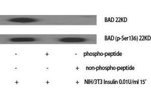 Western Blot (WB) analysis of specific cells using Bad Polyclonal Antibody. (BAD anticorps  (Ser164))