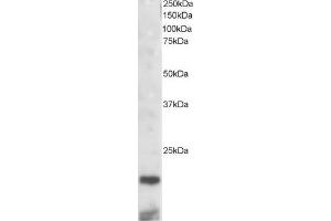 ABIN184744 staining (2µg/ml) of mouse kidney lysate (RIPA buffer, 30µg total protein per lane). (CST3 anticorps  (C-Term))