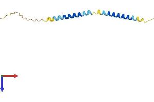 AlphaFold protein structure predicition of Mouse Recombinant Tceal7 Protein, UniprotID A3KGA4