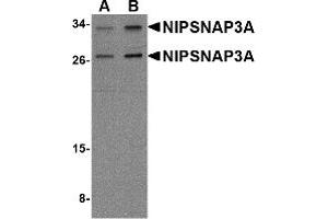 Western Blotting (WB) image for anti-Nipsnap Homolog 3A (NIPSNAP3A) (Middle Region) antibody (ABIN1031017) (NIPSNAP3A anticorps  (Middle Region))