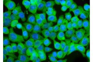 IF analysis of GCHFR using anti-GCHFR antibody (ABIN7600511).