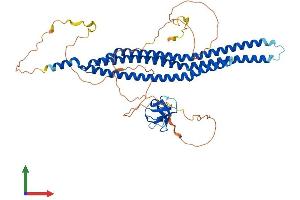 AlphaFold protein structure predicition of Mouse Recombinant Baiap2 Protein, UniprotID Q8BKX1