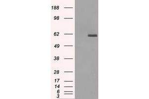 Image no. 1 for anti-Protein Phosphatase 5, Catalytic Subunit (PPP5C) antibody (ABIN1500392) (PP5 anticorps)