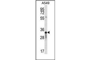 Western blot analysis of OR4F5 Antibody (N-term) in A549 cell line lysates (35ug/lane). (OR4F5 anticorps  (N-Term))