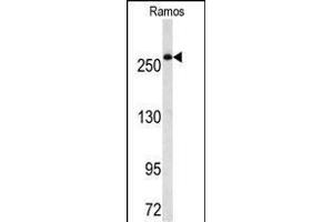 Western blot analysis of FASN Antibody (Center) (ABIN391654 and ABIN2841563) in Ramos cell line lysates (35 μg/lane). (Fatty Acid Synthase anticorps  (AA 942-973))