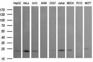 Image no. 2 for anti-RAB24, Member RAS Oncogene Family (RAB24) antibody (ABIN1500553) (RAB24 anticorps)