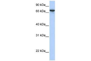 BAT5 antibody used at 1 ug/ml to detect target protein. (BAT5 anticorps  (N-Term))