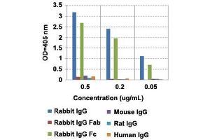 ELISA analysis of IgG from different species with Rabbit IgG Fc monoclonal antibody, clone RMG02  at the following concentrations: 0. (Chèvre anti-Lapin IgG Anticorps (Biotin))