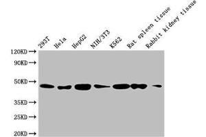 Western Blot Positive WB detected in: 293T whole cell lysate, Hela whole cell lysate, HepG2 whole cell lysate, NIH/3T3 whole cell lysate, K562 whole cell lysate, Rat spleen tissue, Rabbit kidney tissue All lanes: ACTB antibody at 1:5000 Secondary Goat polyclonal to mouse IgG at 1/50000 dilution Predicted band size: 42 KDa Observed band size: 42 KDa Exposure time: 5 min