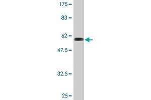 Western Blot detection against Immunogen (61.