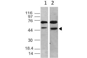Image no. 1 for anti-TBP-Like 1 (TBPL1) antibody (ABIN5027797) (TBPL1 anticorps)