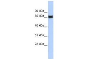 Image no. 1 for anti-Zinc Finger Protein 614 (ZNF614) (C-Term) antibody (ABIN6742889) (ZNF614 anticorps  (C-Term))
