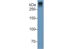 Mouse Capture antibody from the kit in WB with Positive Control: Human serum. (COL7 Kit ELISA)