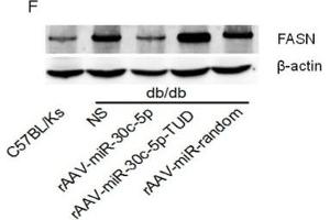 miR-30c-5p suppressed FASN expression(A) KEGG pathway analysis of genes targeted by miR-30c-5p. (beta Actin anticorps)