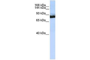 WB Suggested Anti-UNC5C Antibody Titration:  0. (Unc5c anticorps  (C-Term))