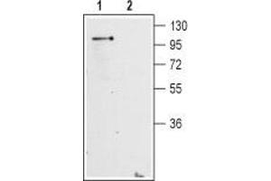 Western blot analysis of mouse brain membranes: - 1. (GRM2 anticorps  (Extracellular, N-Term))