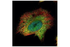 ICC/IF Image Confocal immunofluorescence analysis (Olympus FV10i) of paraformaldehyde-fixed HeLa, using Proteasome 20S alpha 4, antibody (Green) at 1:500 dilution. (Proteasome 20S alpha 4 (Center) anticorps)