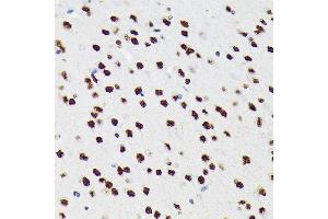 Immunohistochemistry of paraffin-embedded mouse brain using PTBP2 Rabbit mAb (ABIN7269465) at dilution of 1:100 (40x lens). (PTBP2 anticorps)