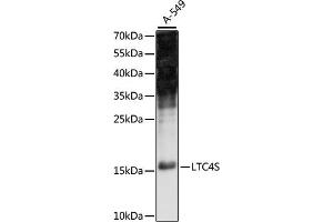Western blot analysis of extracts of A-549 cells, using LTC4S antibody (ABIN7268248) at 1:1000 dilution. (LTC4S anticorps  (C-Term))
