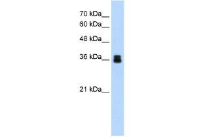 WB Suggested Anti-PIR Antibody Titration:  1. (Pirin anticorps  (C-Term))