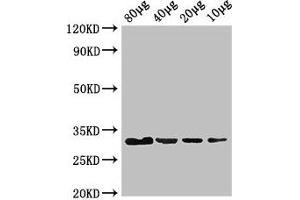 Western Blot Positive WB detected in: Rosseta bacteria lysate at 80 μg, 40 μg, 20 μg, 10 μg All lanes: eutC antibody at 3 μg/mL Secondary Goat polyclonal to rabbit IgG at 1/50000 dilution predicted band size: 32 kDa observed band size: 32 kDa (EUTC (AA 1-295) anticorps)