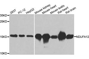 Western blot analysis of extracts of various cell lines, using NDUFA12 antibody. (NDUFA12 anticorps)