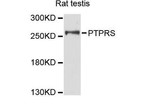 Western blot analysis of extracts of rat testis, using PTPRS antibody (ABIN5996523) at 1:3000 dilution. (PTPRS anticorps)