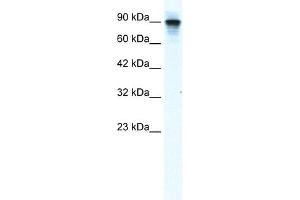 WB Suggested Anti-MCM2 Antibody Titration:  1. (MCM2 anticorps  (N-Term))