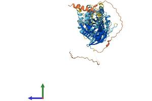 AlphaFold protein structure predicition of Mouse Recombinant Gimap8 Protein, UniprotID Q75N62