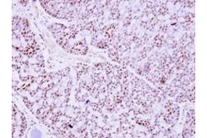 Image no. 1 for anti-Pituitary Tumor-Transforming 2 (PTTG2) (AA 2-174) antibody (ABIN1500512) (PTTG2 anticorps  (AA 2-174))