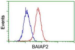 Image no. 4 for anti-BAI1-Associated Protein 2 (BAIAP2) antibody (ABIN1496805) (BAIAP2 anticorps)