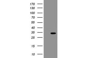 Image no. 7 for anti-Src-like-adaptor 2 (SLA2) antibody (ABIN1500948) (SLAP2 anticorps)