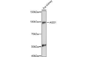 Western blot analysis of extracts of Rat kidney, using (ABIN6129376, ABIN6136636, ABIN6136637 and ABIN6221667) at 1:1000 dilution. (AGO1 anticorps  (AA 1-180))