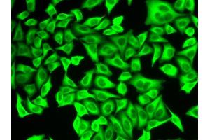 Immunofluorescence analysis of A549 cells using ALDH4A1 antibody.