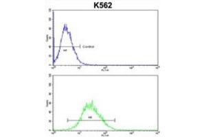 Flow Cytometry (FACS) image for anti-Engrailed Homeobox 2 (EN2) antibody (ABIN3003225)
