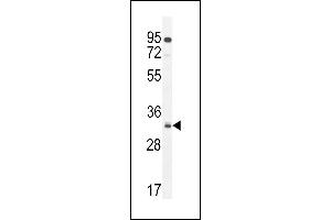NUS Antibody (N-term) 11000a western blot analysis in  cell line lysates (35 μg/lane). (NUSAP1 anticorps  (N-Term))