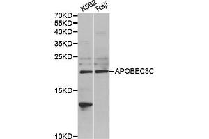 Western Blotting (WB) image for anti-Apolipoprotein B mRNA Editing Enzyme, Catalytic Polypeptide-Like 3C (APOBEC3C) antibody (ABIN1980244)