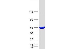 Validation with Western Blot (PRPSAP1 Protein (Myc-DYKDDDDK Tag))