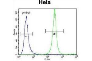 Flow cytometric analysis of Hela cells (right histogram) compared to a negative control cell (left histogram) using Serglycin / PRG1 Antibody (C-term), followed by FITC-conjugated goat-anti-rabbit secondary antibodies. (SRGN anticorps  (C-Term))