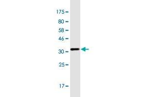 Western Blot detection against Immunogen (37.